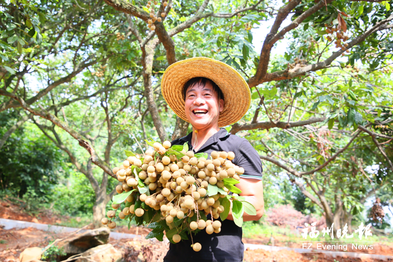 青山龙眼：千年贡果 果中珍品