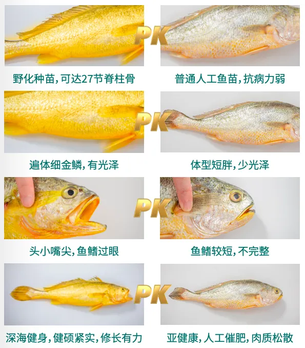 闽味100｜这个“最佳食材”，谱写着连江定海湾的“国鱼”传奇