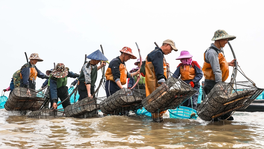 央视关注福清：万亩蛤苗采收忙